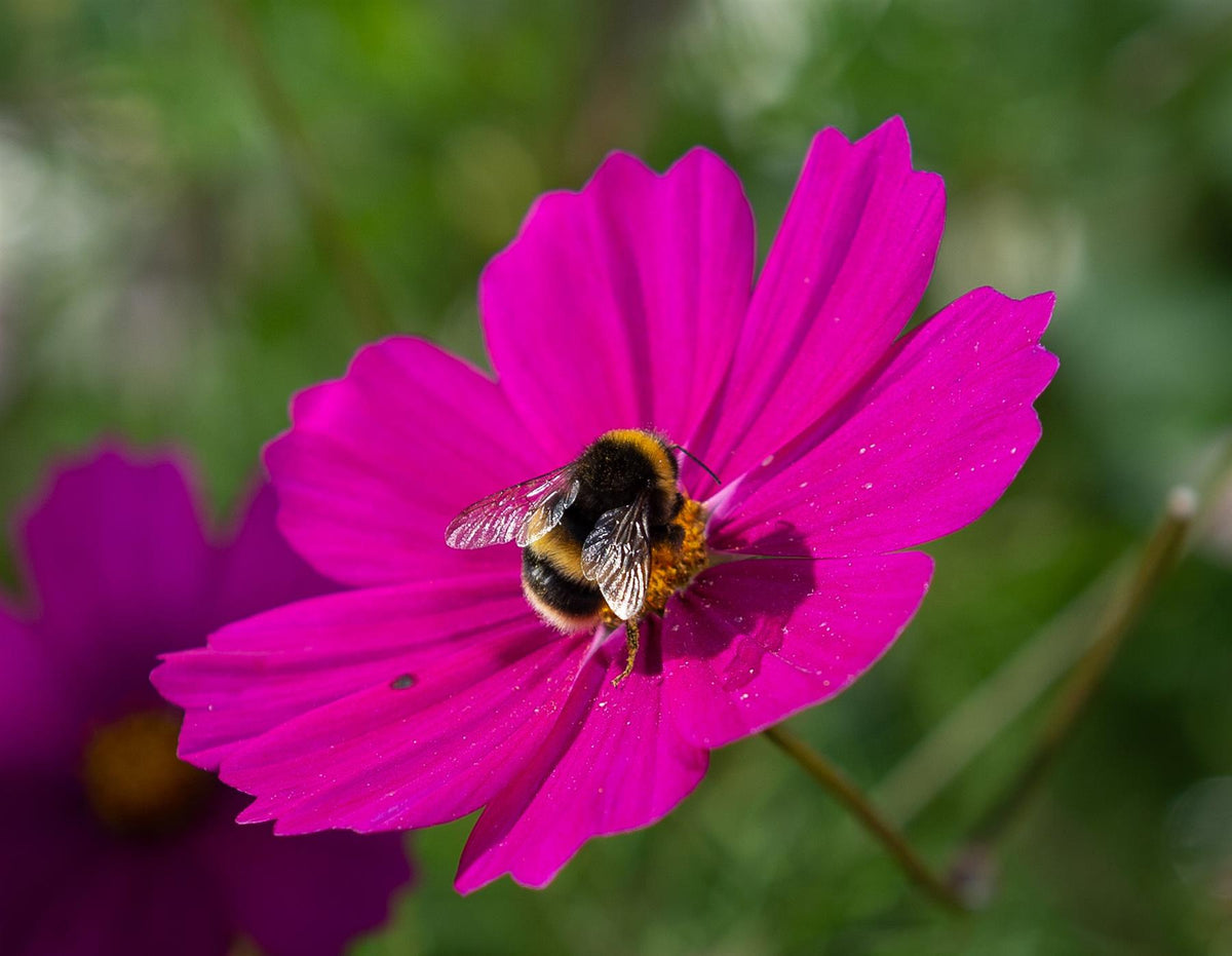 Bee On Thistle Cane or Stake Topper