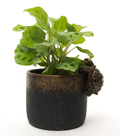 Tortoise Plant Pot Hanger