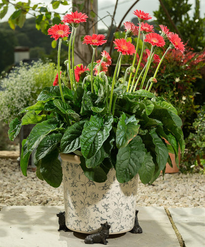 Corgi Plant Pot Feet - Set of 3