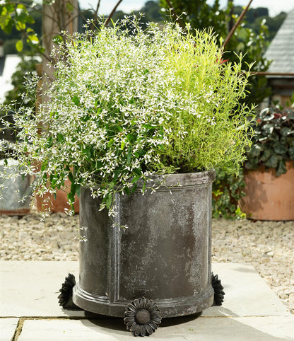 Daisy Plant Pot Feet - Set of 3
