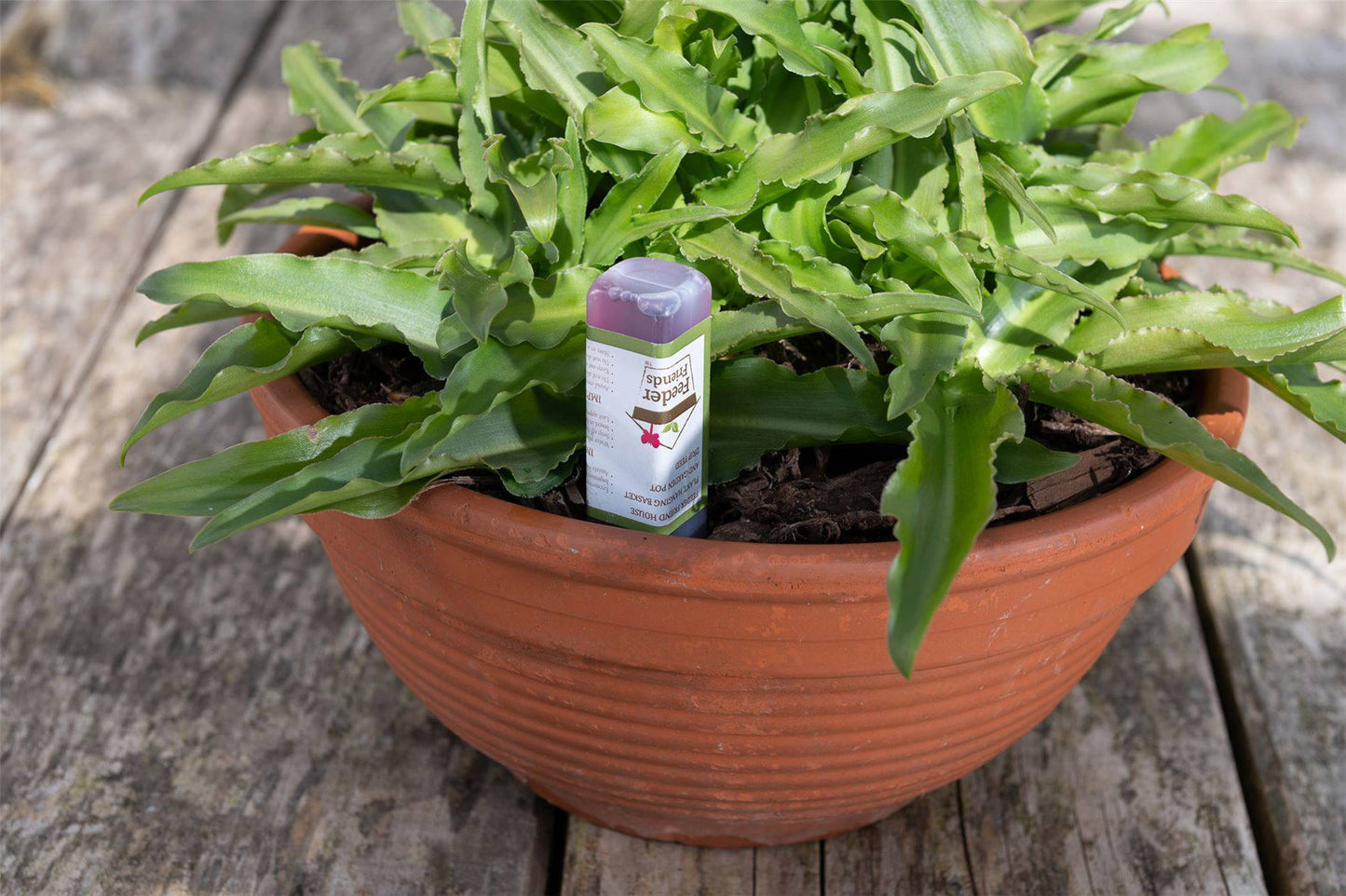 Hedgehog Plant Drip Feeder Cover & Feed