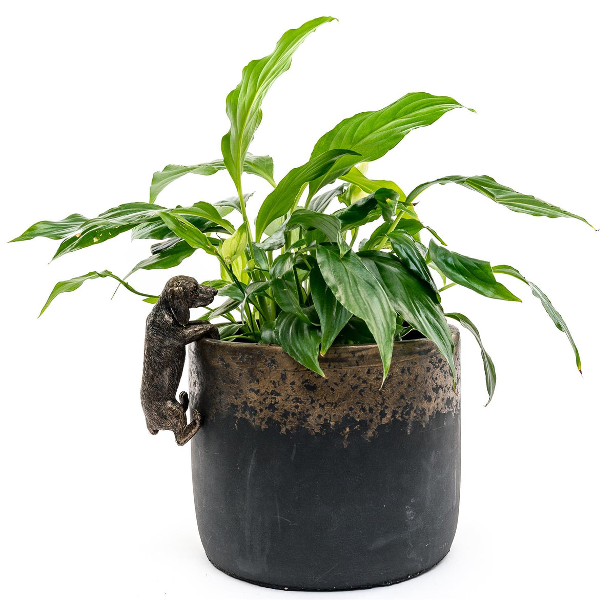 Dachshund Plant Pot Hanger