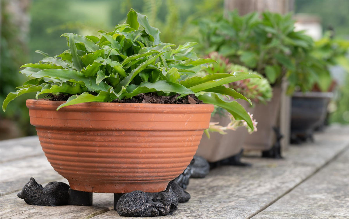Sleeping Cat Curled Up Plant Pot Feet - Set of 3