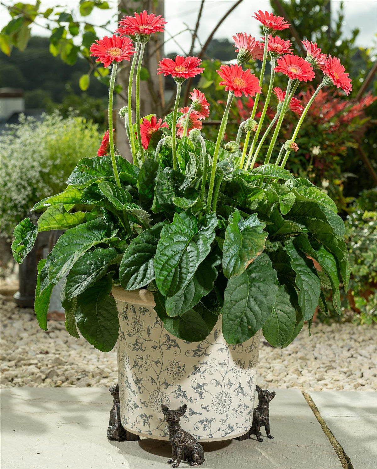 Chihuahua Plant Pot Feet - Set of 3