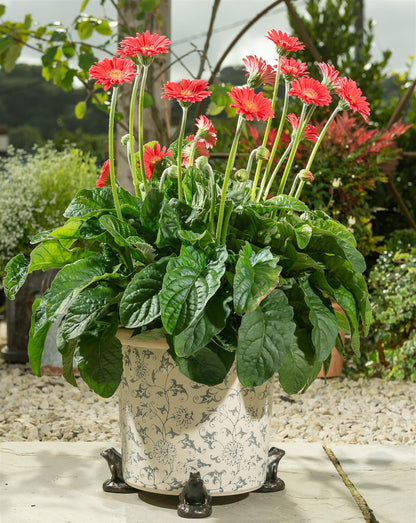 Frog Plant Pot Feet - Set of 3