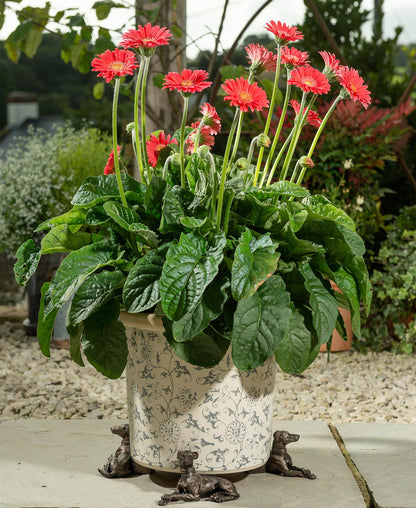 Greyhound Plant Pot Feet - Set of 3