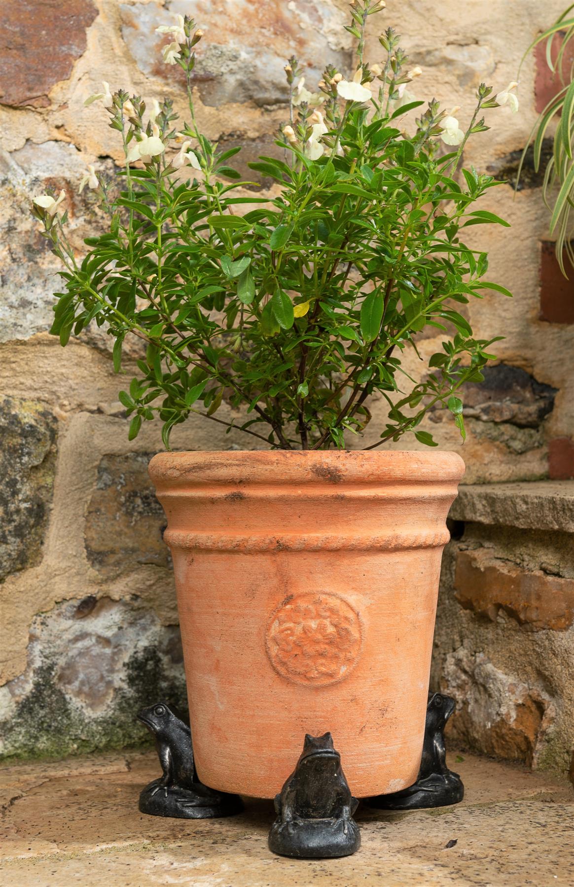 Frog Plant Pot Feet - Set of 3