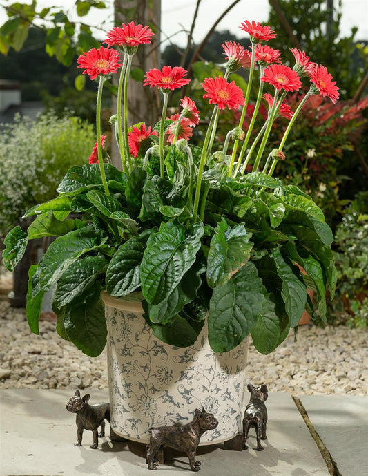 French Bulldog Plant Pot Feet - Set of 3