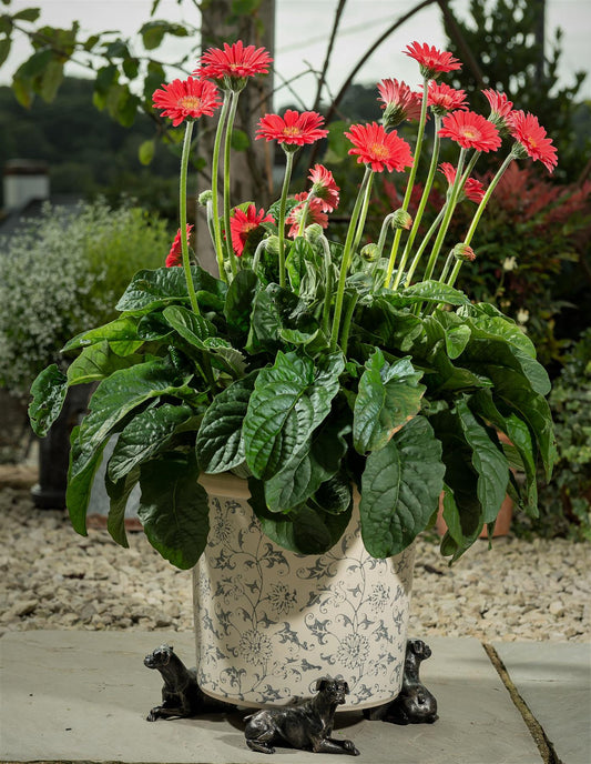 Boxer Dog Plant Pot Feet - Set of 3