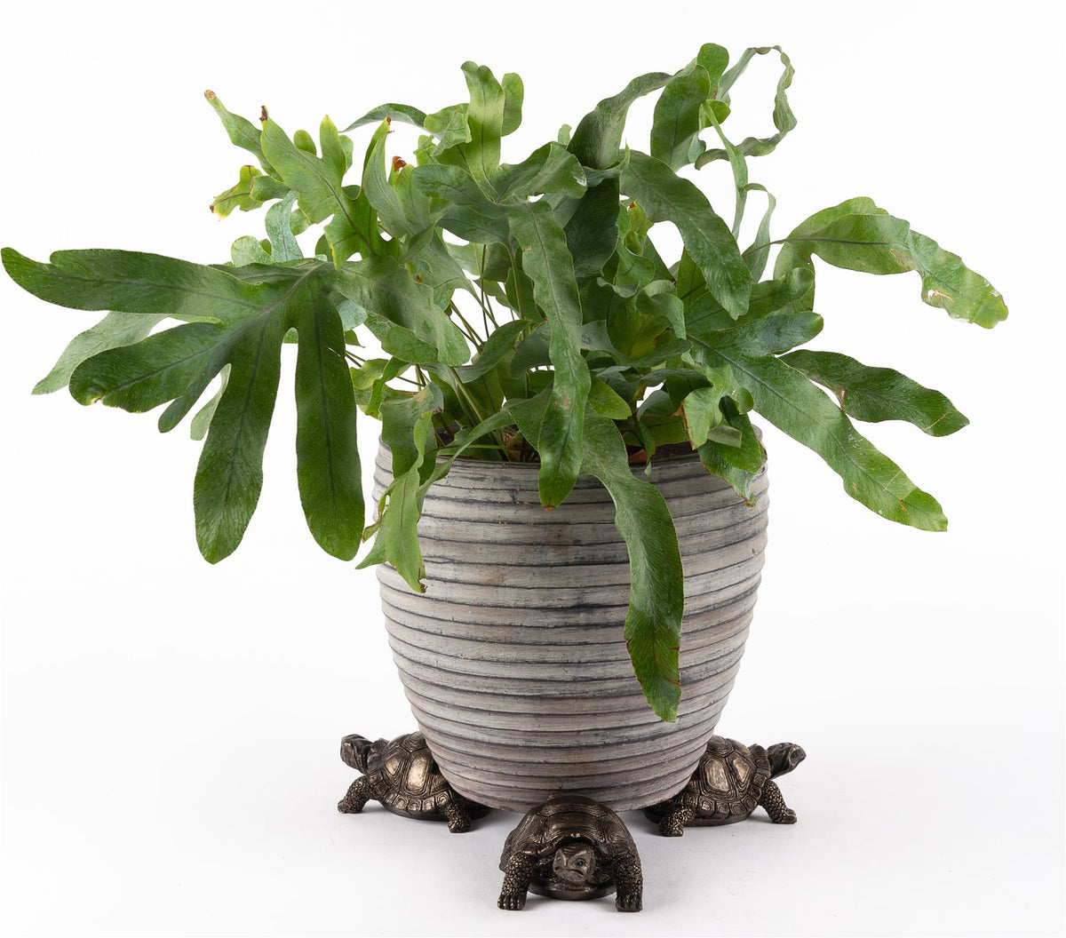 Tortoise Plant Pot Feet - Set of 3