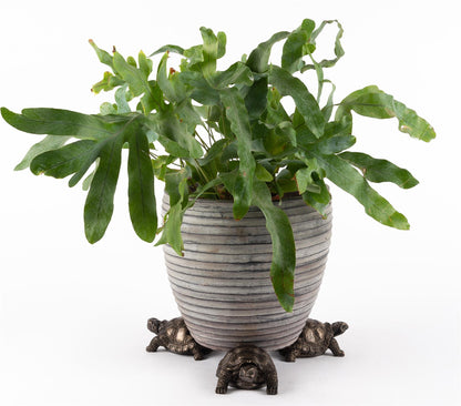 Tortoise Plant Pot Feet - Set of 3