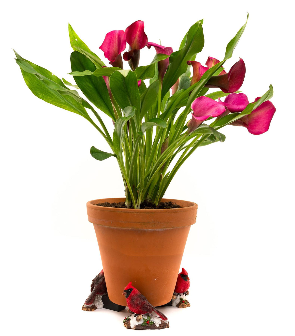 Red Cardinal Bird Plant Pot Feet - Set of 3