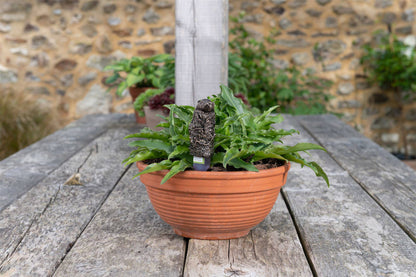 Hedgehog Plant Drip Feeder Cover & Feed