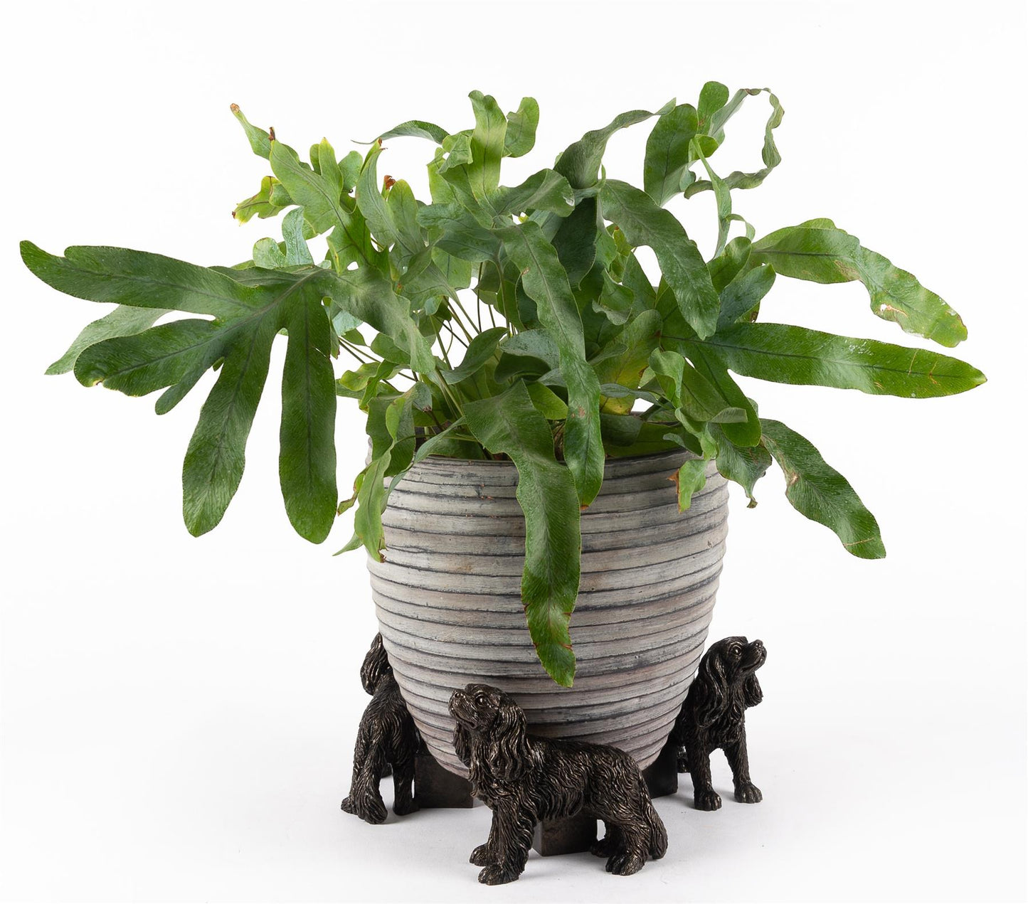 Cavalier King Charles Spaniel Plant Pot Feet - Set of 3