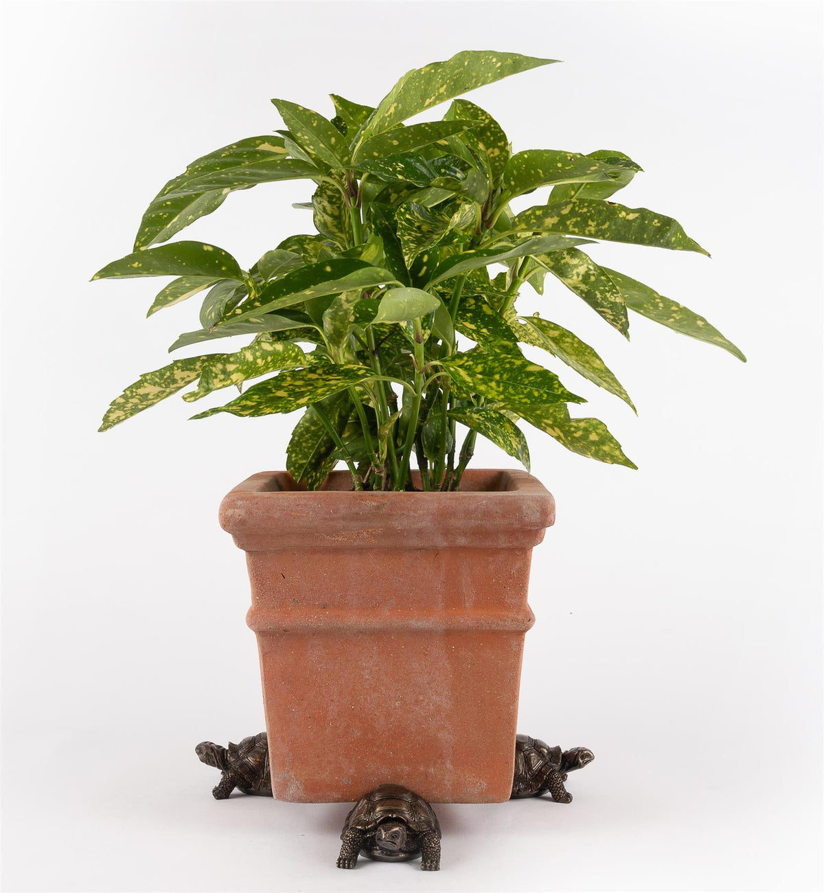Tortoise Plant Pot Feet - Set of 3