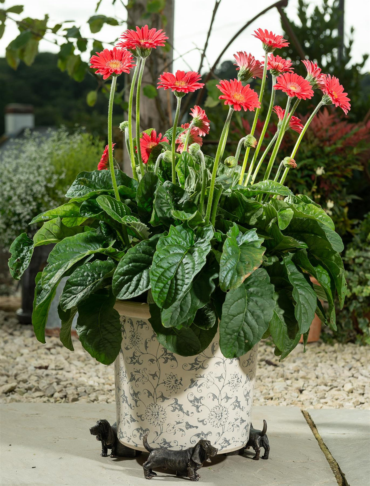 Basset Hound Plant Pot Feet - Set of 3