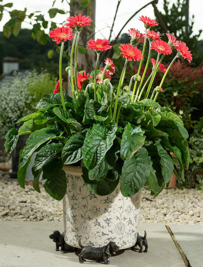 Basset Hound Plant Pot Feet - Set of 3