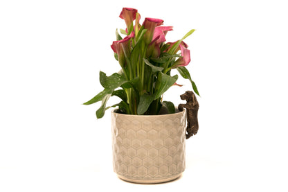Basset Hound Potty Feet and Pot Buddy