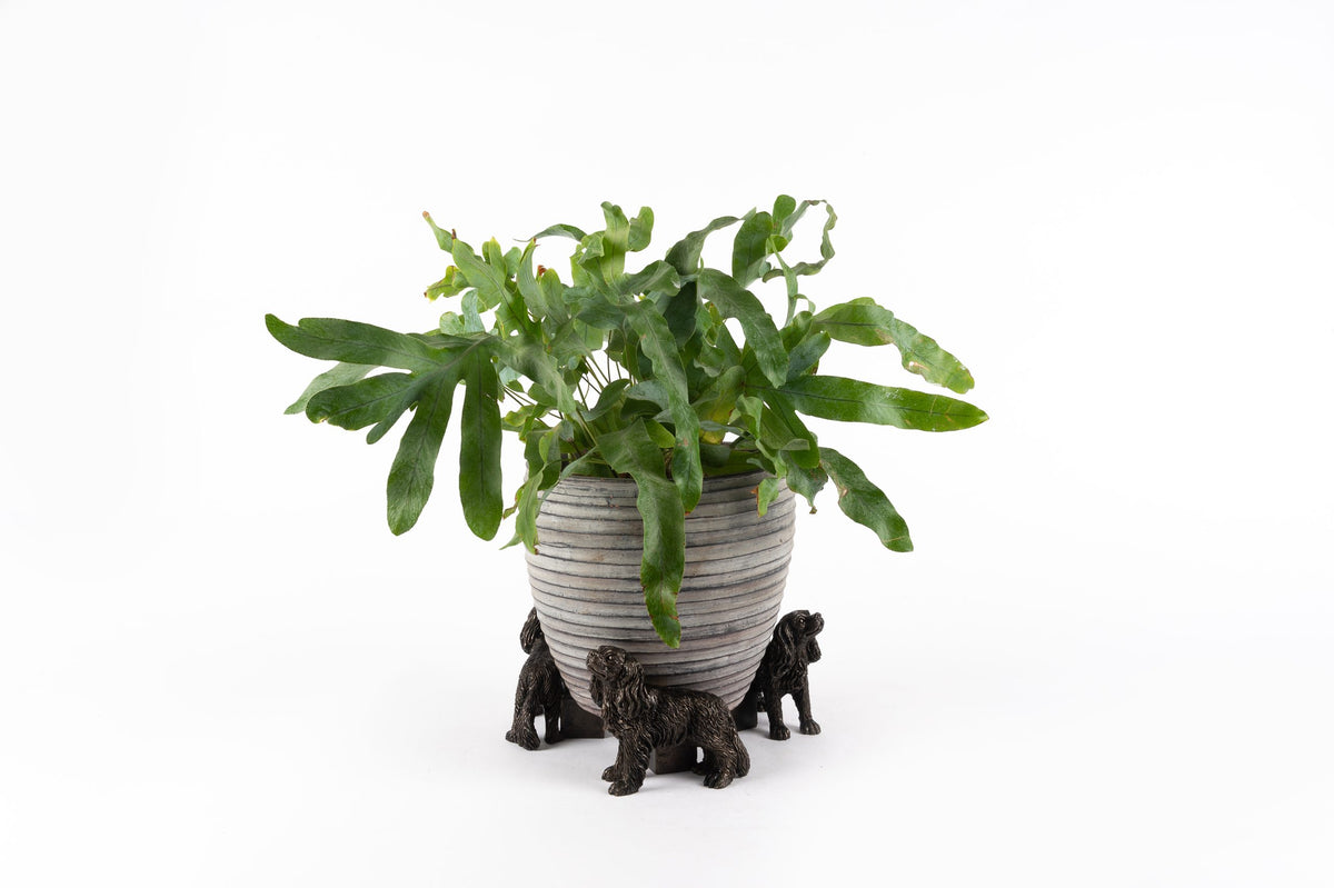 Cavalier King Charles Potty Feet and Pot Buddy