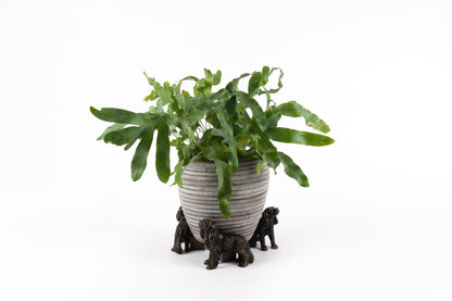 Cavalier King Charles Potty Feet and Pot Buddy