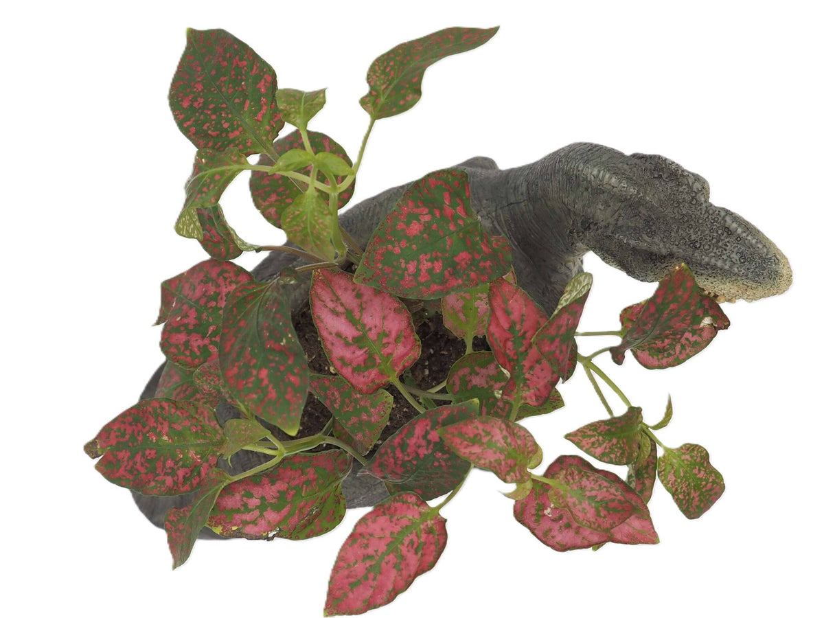 T-Rex Dinosaur Planter