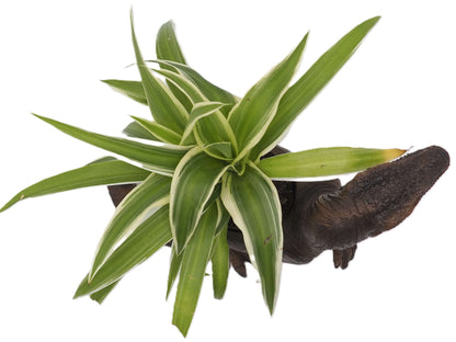 Velociraptor Dinosaur Planter