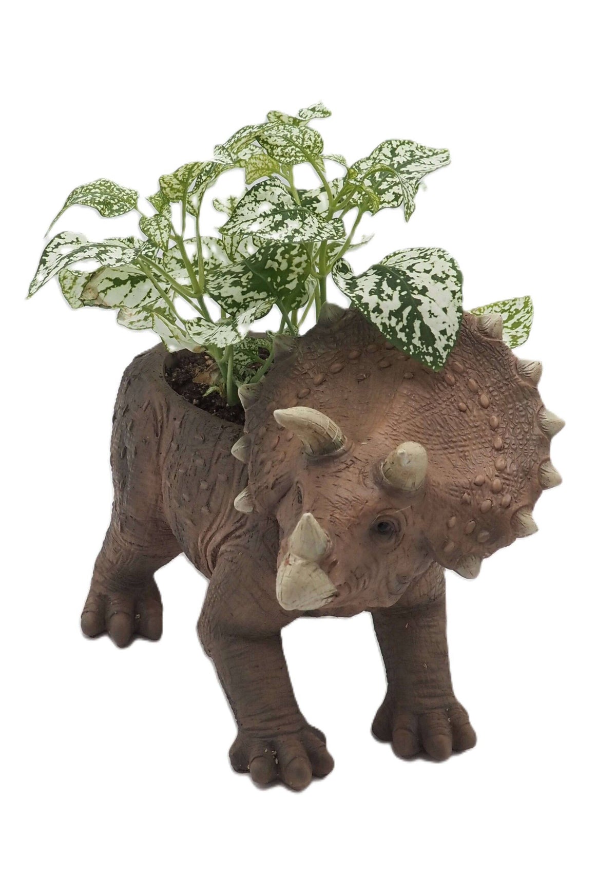 Triceratops Dinosaur Planter