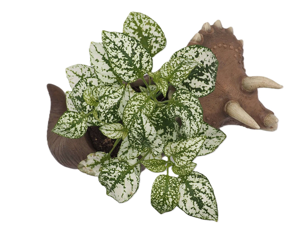 Triceratops Dinosaur Planter