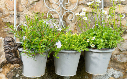 English Bulldog Plant Pot Hanger