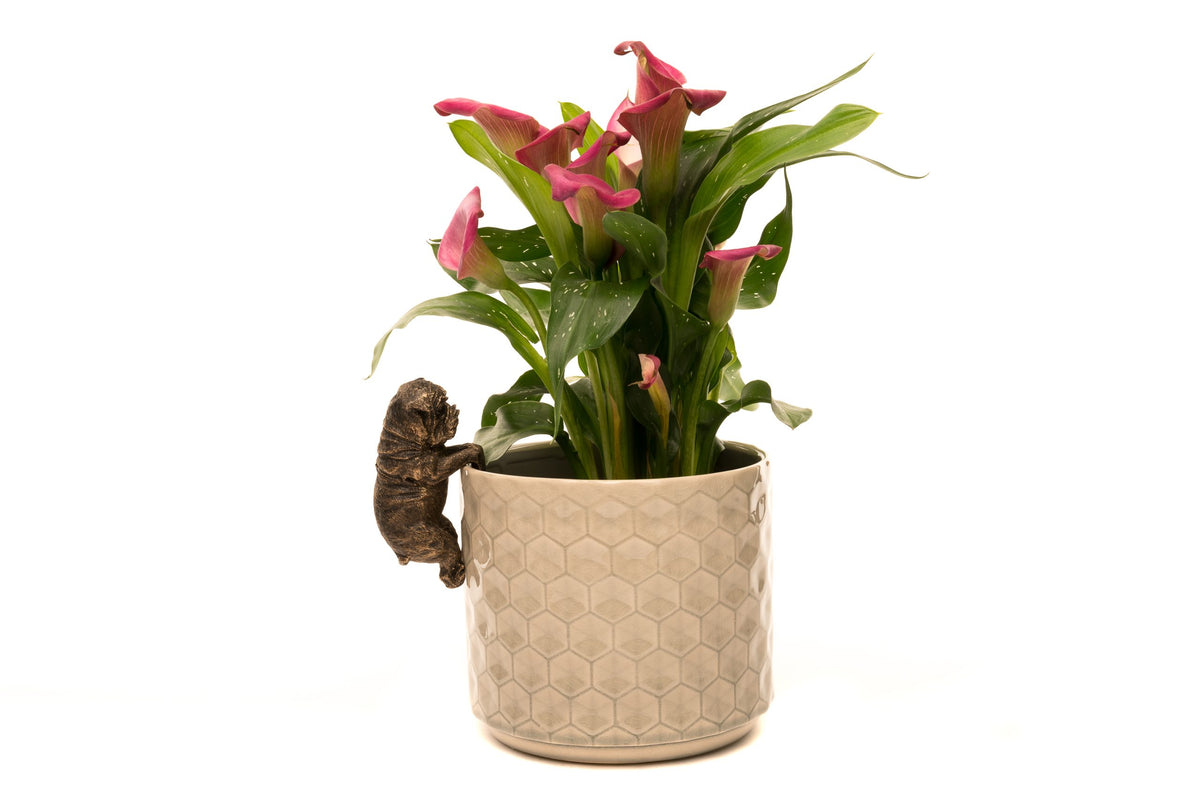 British Bulldog Potty Feet & Pot Buddy