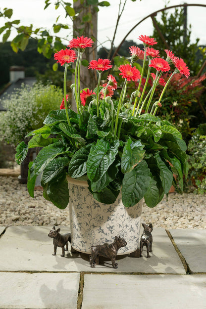 French Bulldog Potty Feet and Pot Buddy