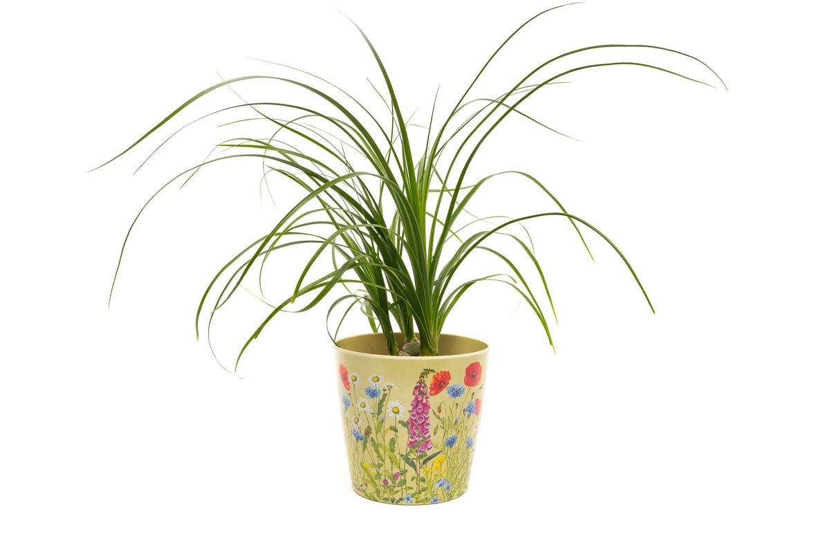 Bamboo Eco-Pot Iona Buchanan Meadow - Set of 3 - 3 colours