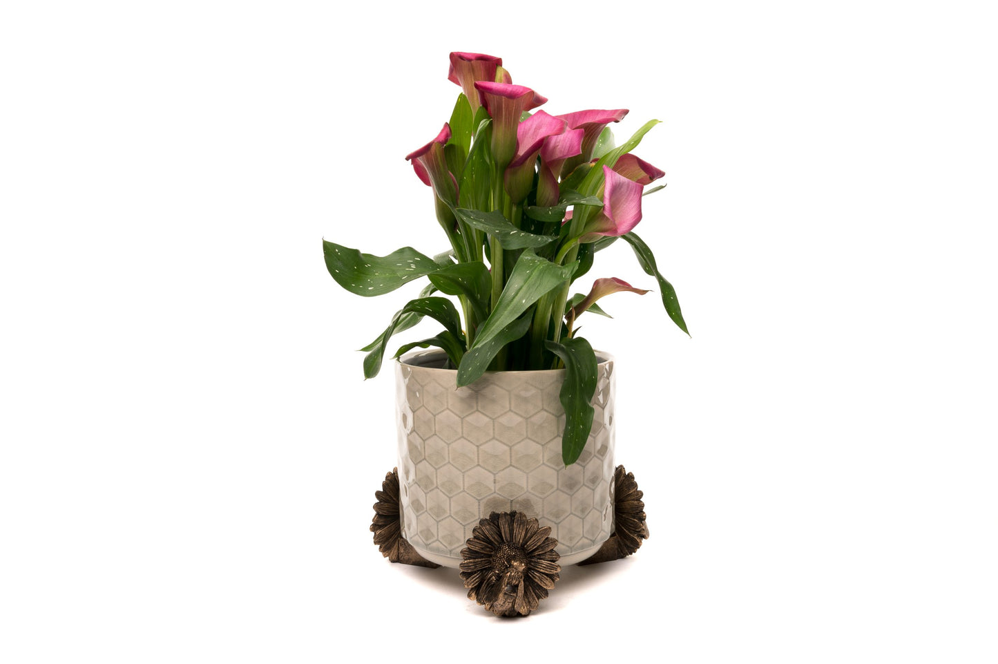Bee Potty Feet and Cane Companion Bundle Set