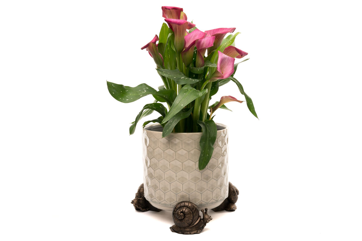 Snail Potty Feet and Pot Buddy and Cane Companion Bundle Set