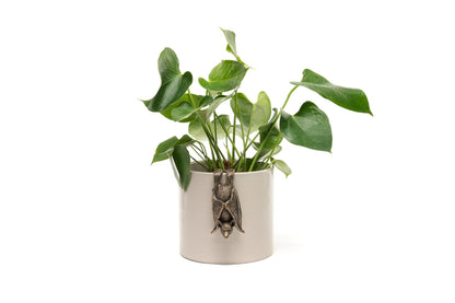 Hanging Bat & Bat With Wings Open