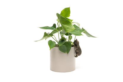 Cat Potty Feet and Pot Buddy Bundle Set