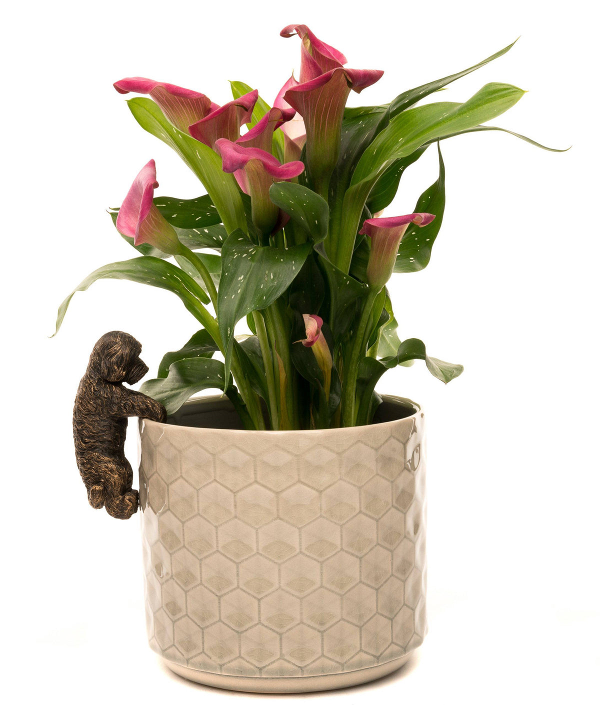 Antique Bronze Coloured Cockapoo Pot Buddy Plant Pot Hanger