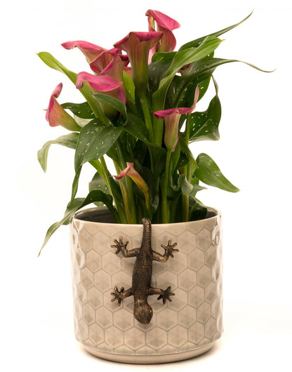 Antique Bronze Coloured Gecko Pot Buddy Plant Pot Hanger