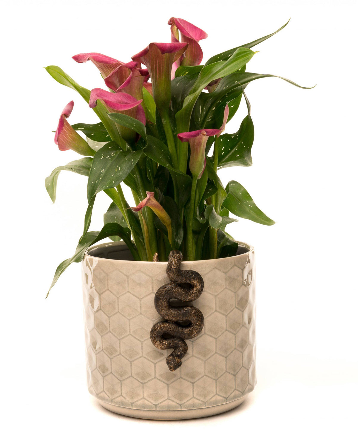 Antique Bronze Coloured Boa Constrictor Pot Buddy Plant Pot Hanger