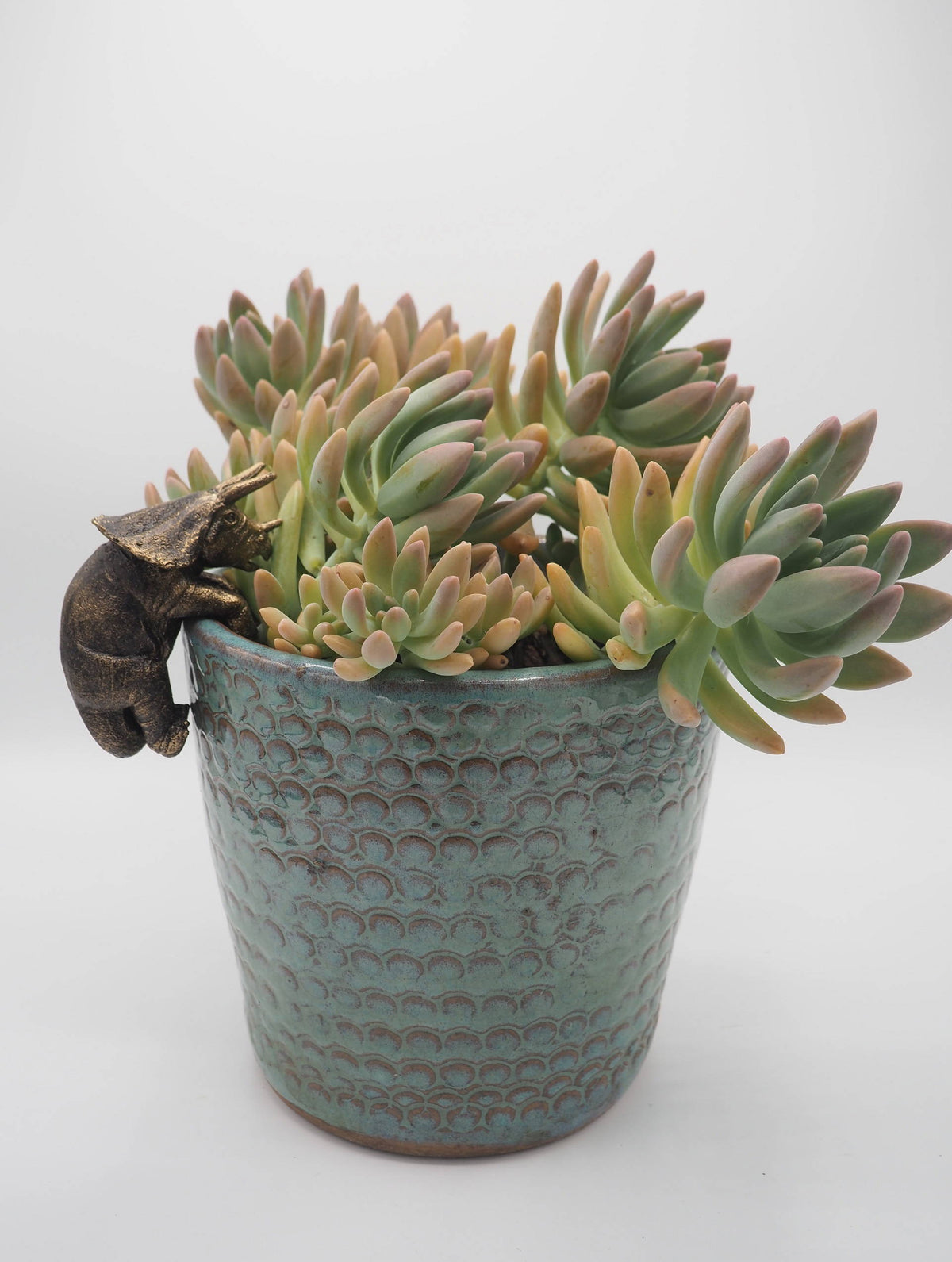 Triceratops Pot Buddies Plant Pot Hanger