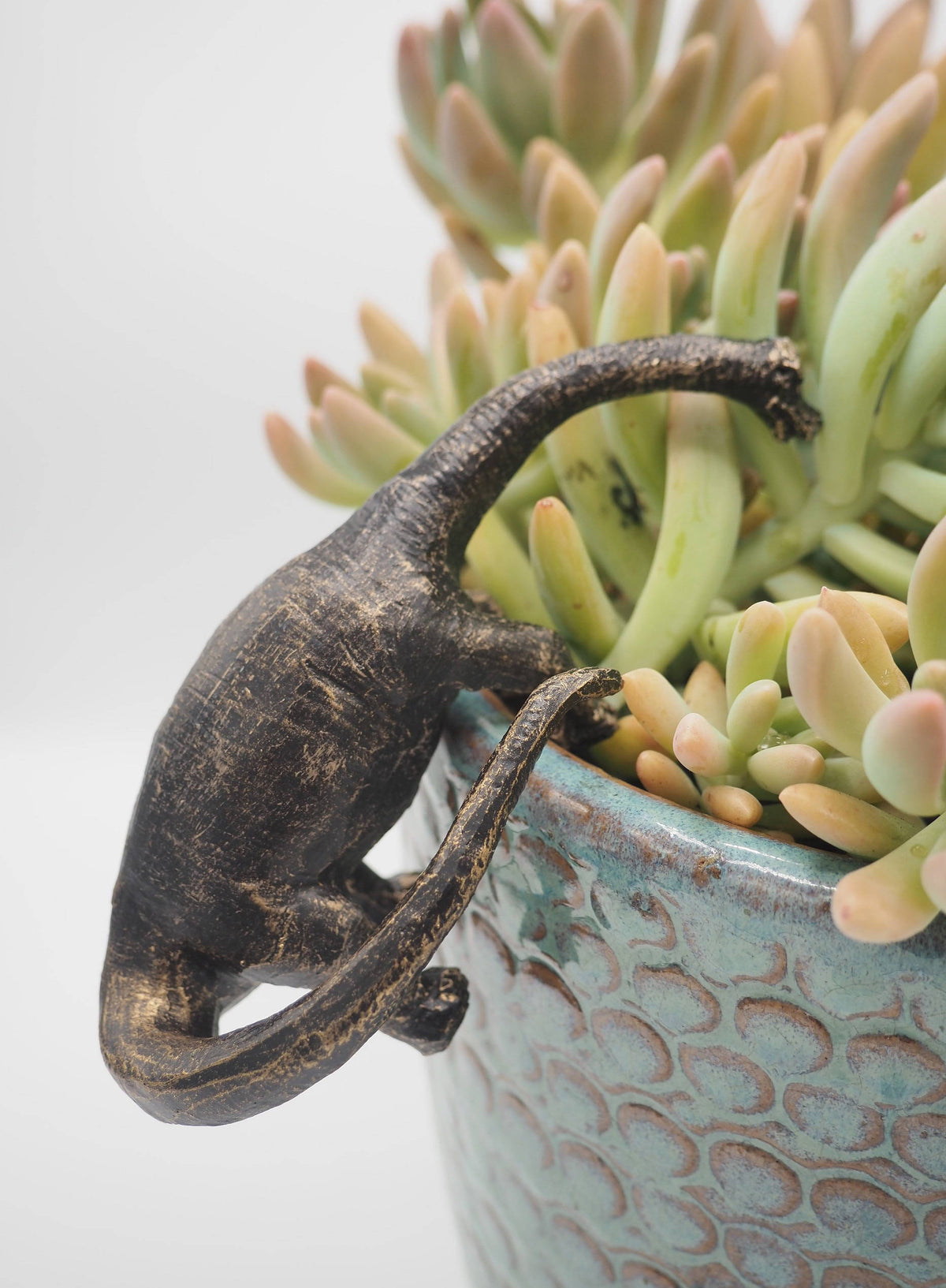 Trex, Stegosaurus, Brachiosaurus Set of Three Pot Buddies Plant Pot Hangers