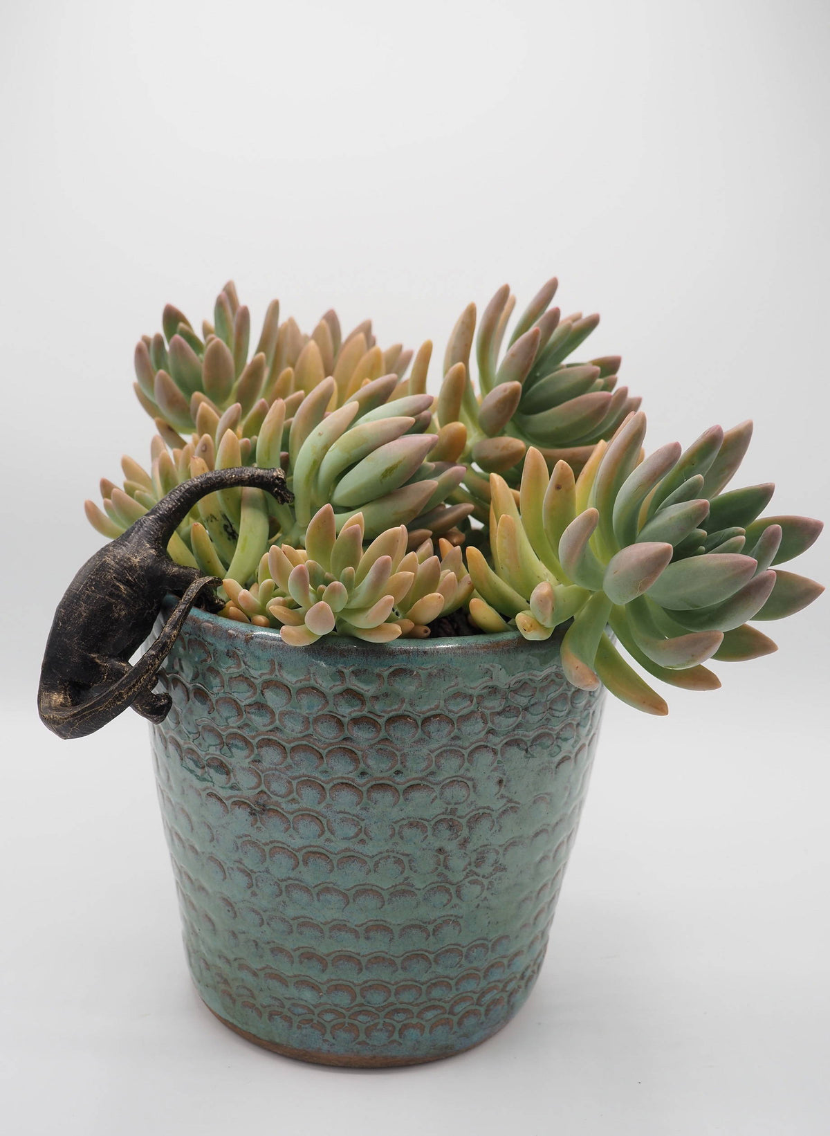 Brachiosaurus Pot Buddies Plant Pot Hanger