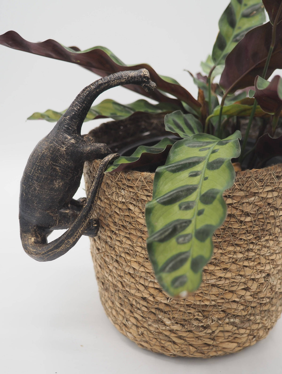 Brachiosaurus Pot Buddies Plant Pot Hanger