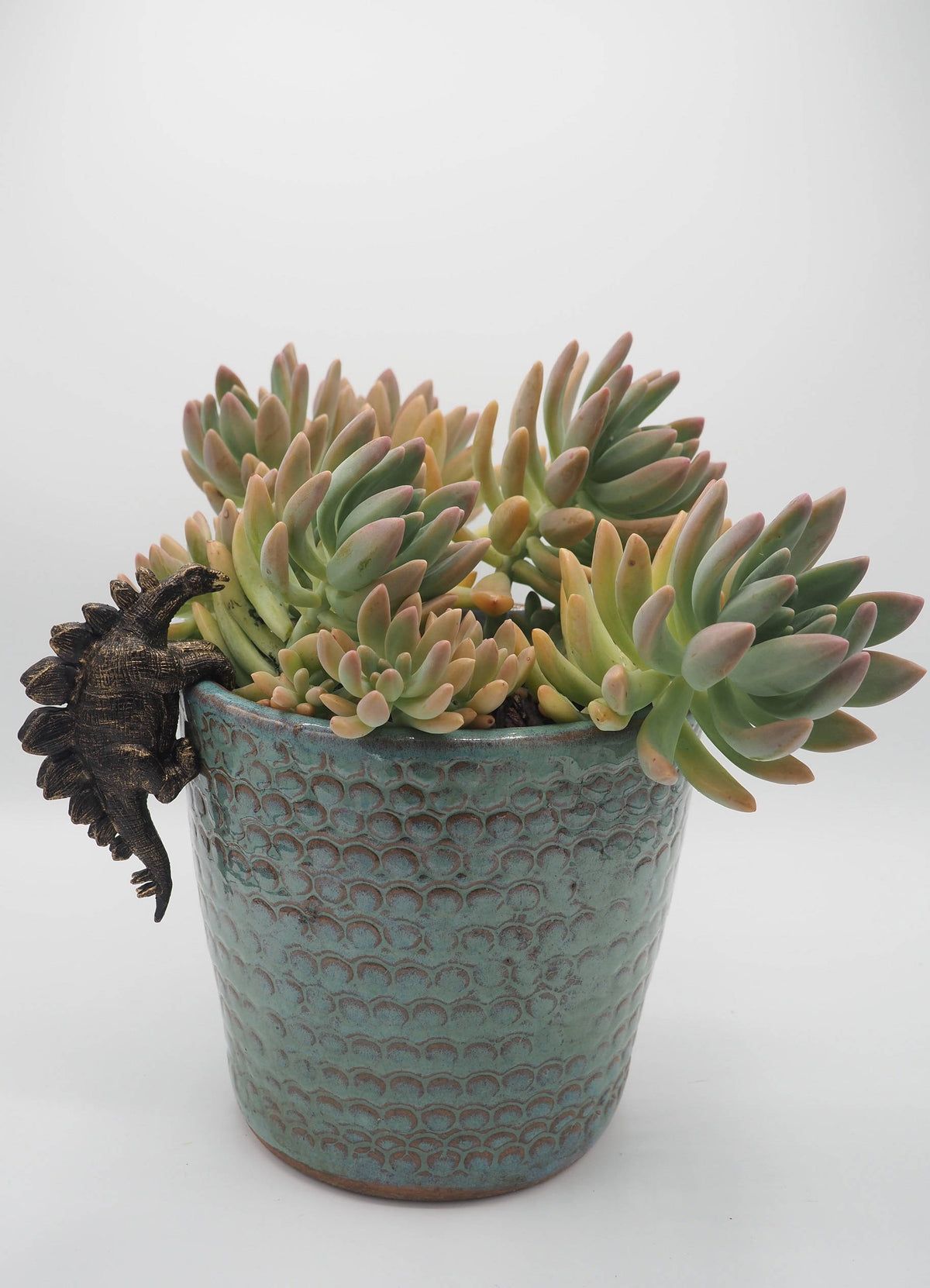 Stegosaurus Pot Buddies Plant Pot Hanger