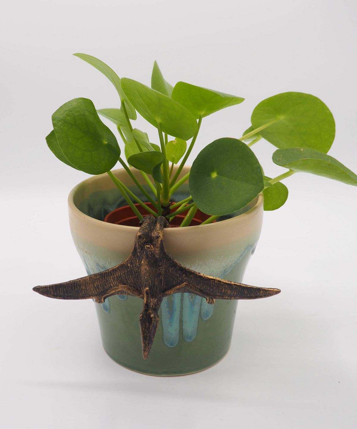Pteranodon Pot Buddies Plant Pot Hanger