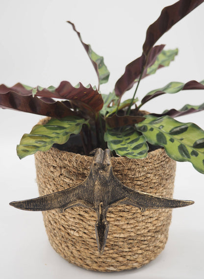 Pteranodon Pot Buddies Plant Pot Hanger