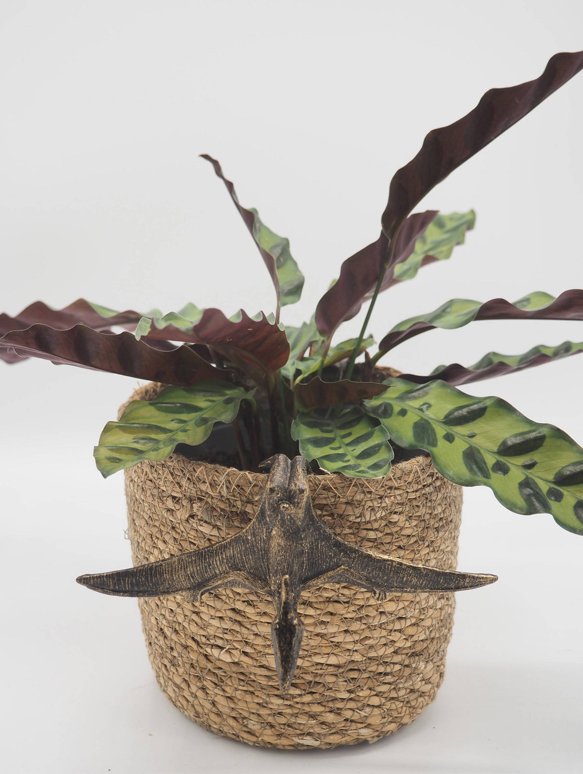 Pteranodon Pot Buddies Plant Pot Hanger
