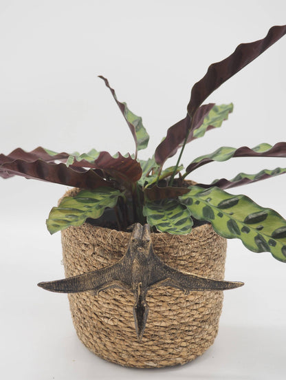 Pteranodon Pot Buddies Plant Pot Hanger