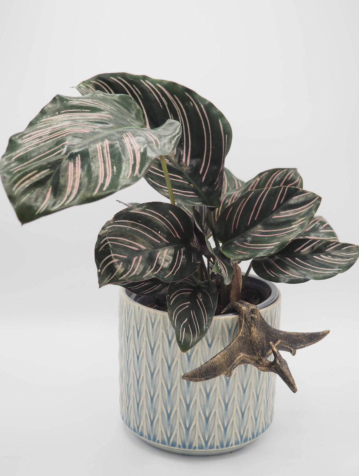 Pteranodon Pot Buddies Plant Pot Hanger