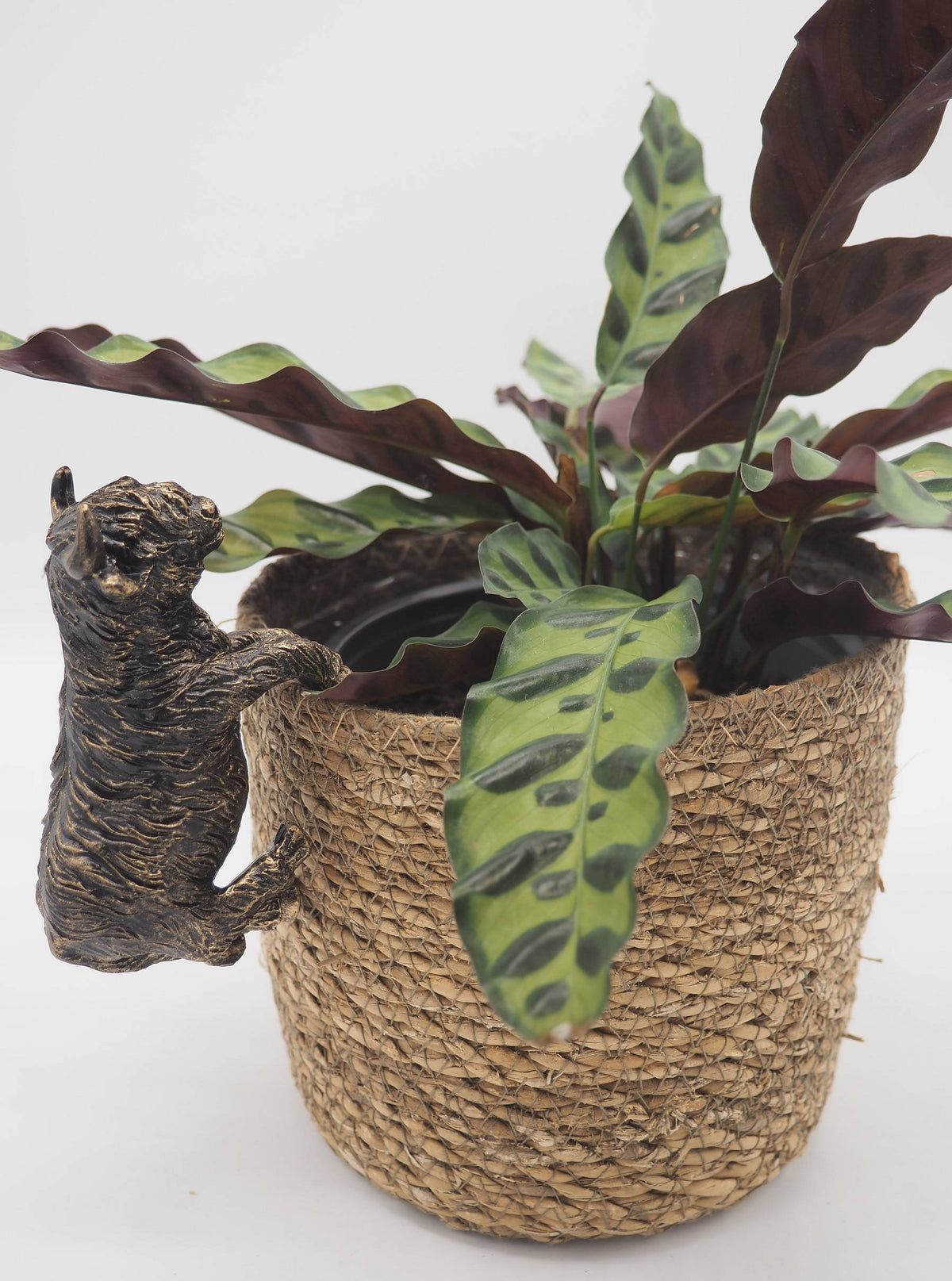 Highland Cow Pot Buddies Plant Pot Hanger